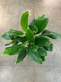Aglaonema White Edge