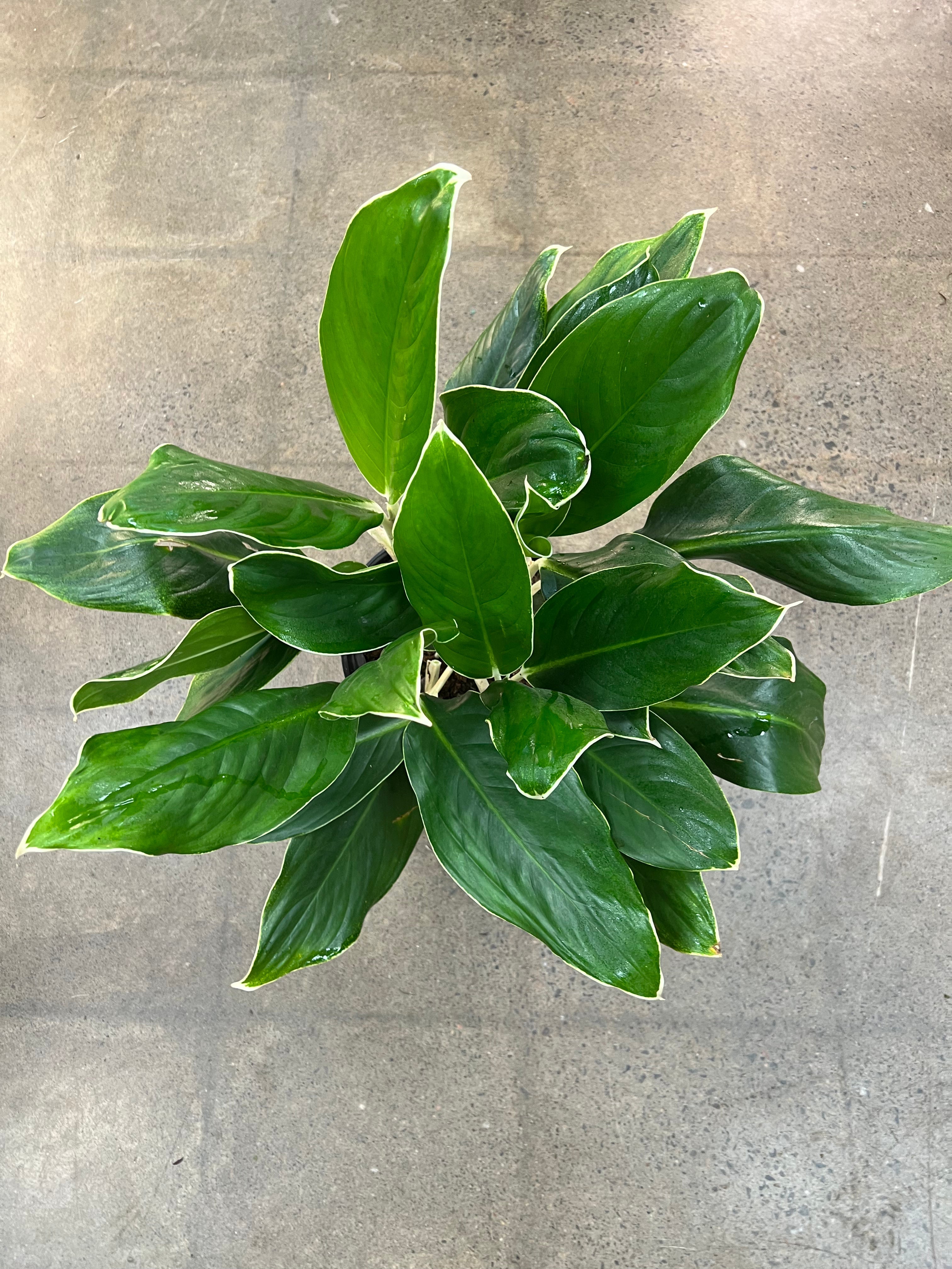 Aglaonema White Edge