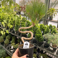 Twisty Japanese Black Pine