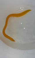 Golden Dwarf Moray Eel
