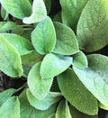 Stachys byzantina 'Helen von Stein'