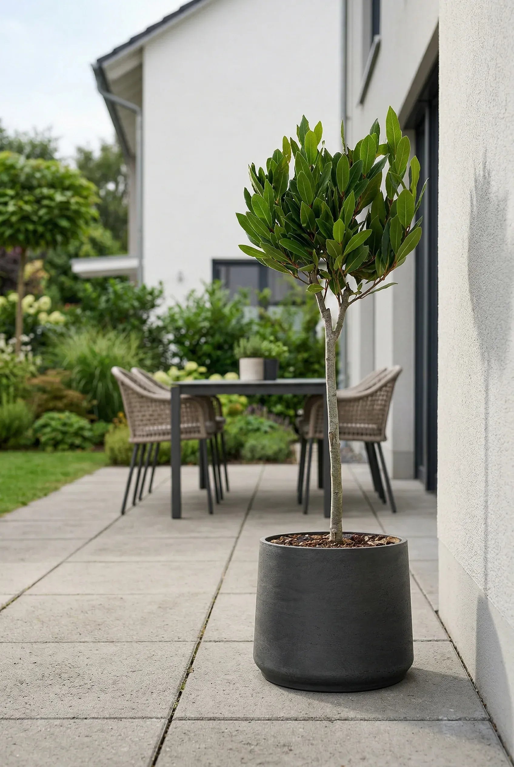 Laurus Nobilis auf Stamm kaufen — Lorbeer als Stämmchen mit rundem Kronendach, 90 cm