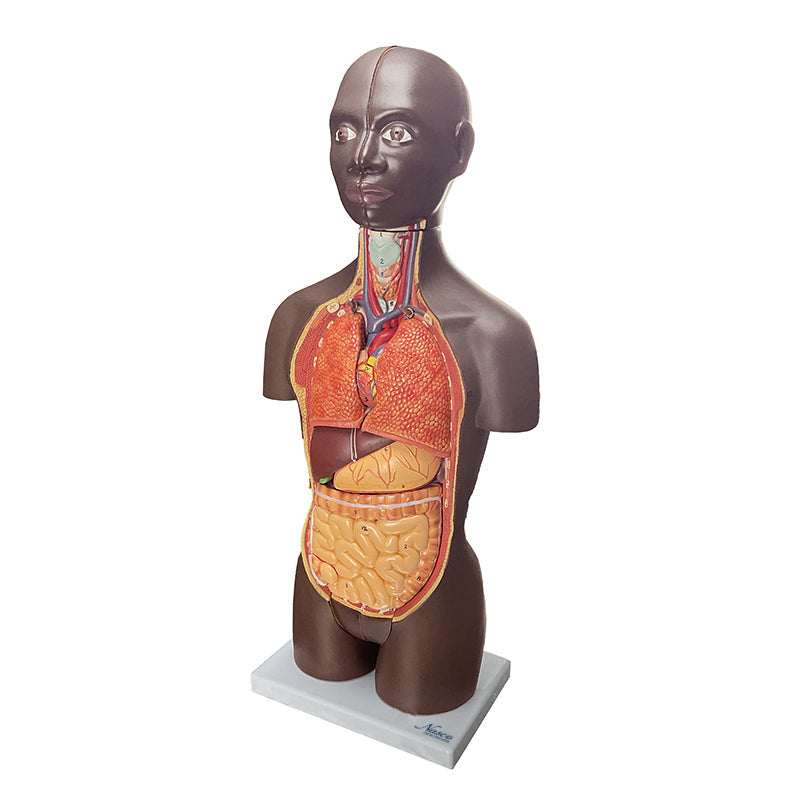 Mini Dual-Sex Torso Mode, 16 Parts