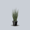 Mikado Snake Plant