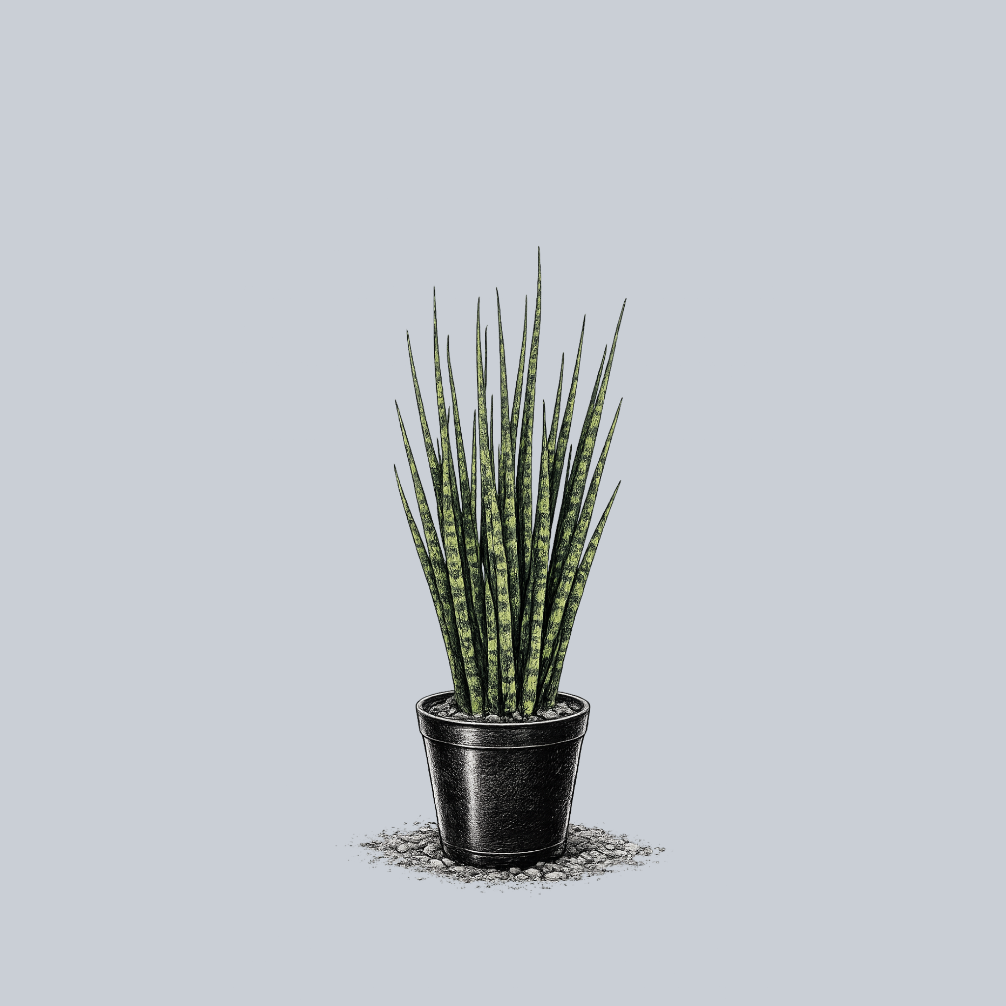 Mikado Snake Plant