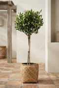 Olivenbaum kaufen — Olea europaea mit silbergrünen Blättern für Balkon und Garten, 100 cm