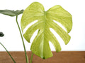 Monstera Deliciosa Mint Variegated