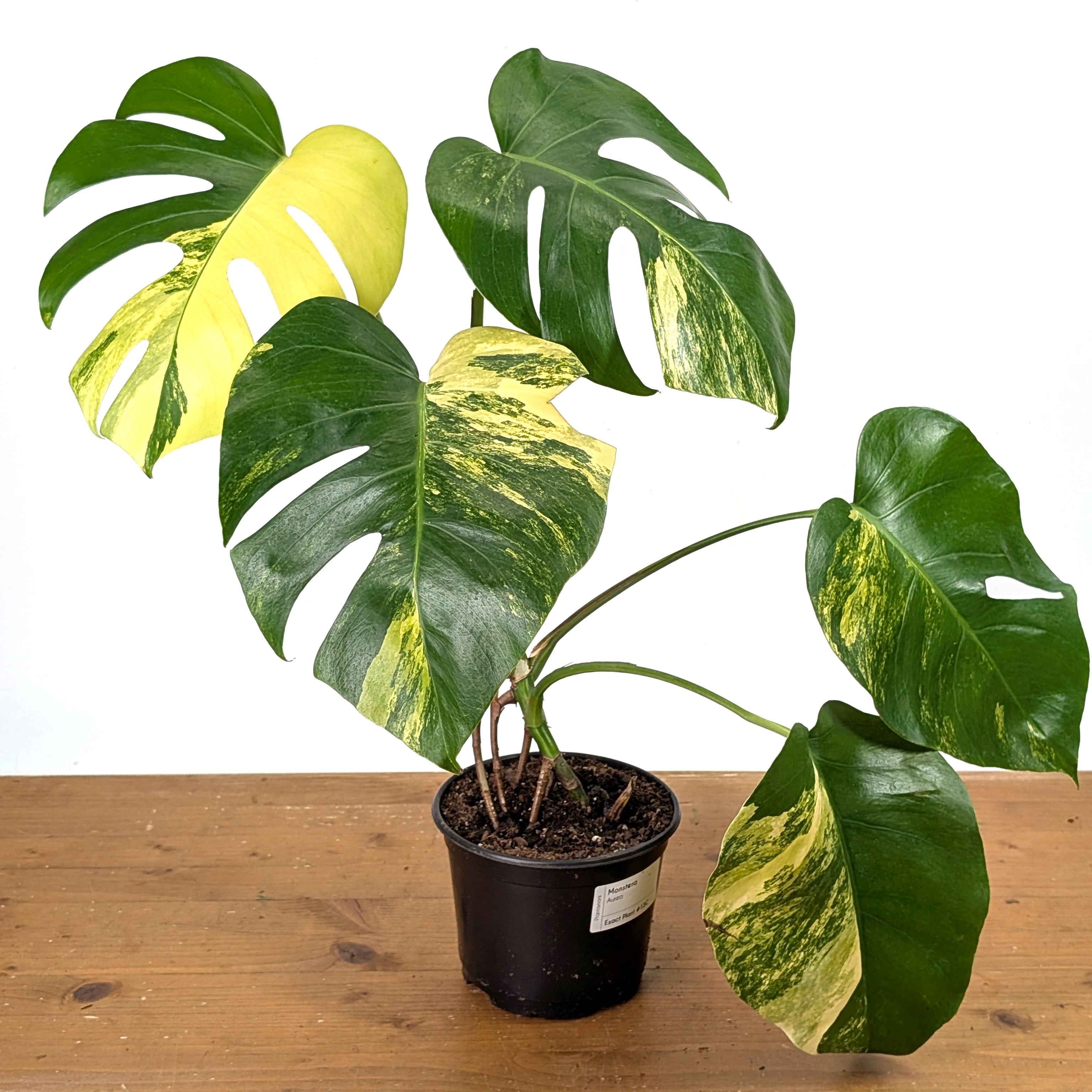 Monstera deliciosa Yellow Marilyn Aurea