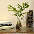 Parlor Palm Water Terrarium Kit - myBageecha