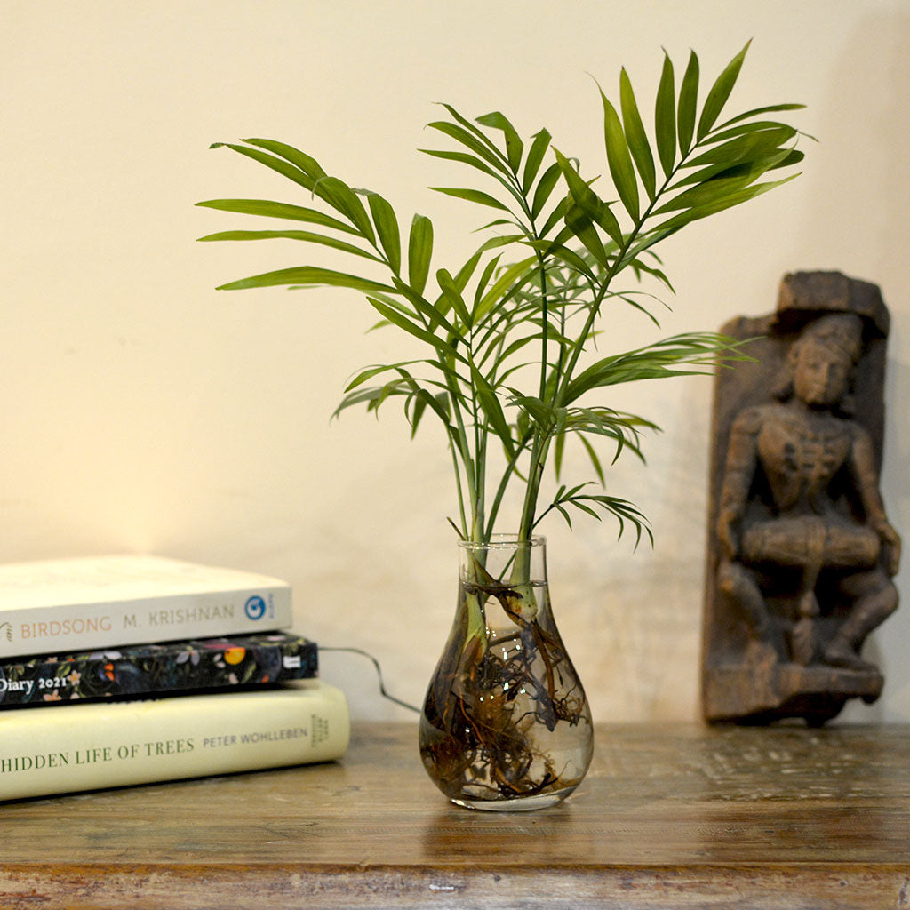 Parlor Palm Water Terrarium Kit - myBageecha