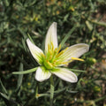 Syrian Rue / Harmel (Peganum harmala)