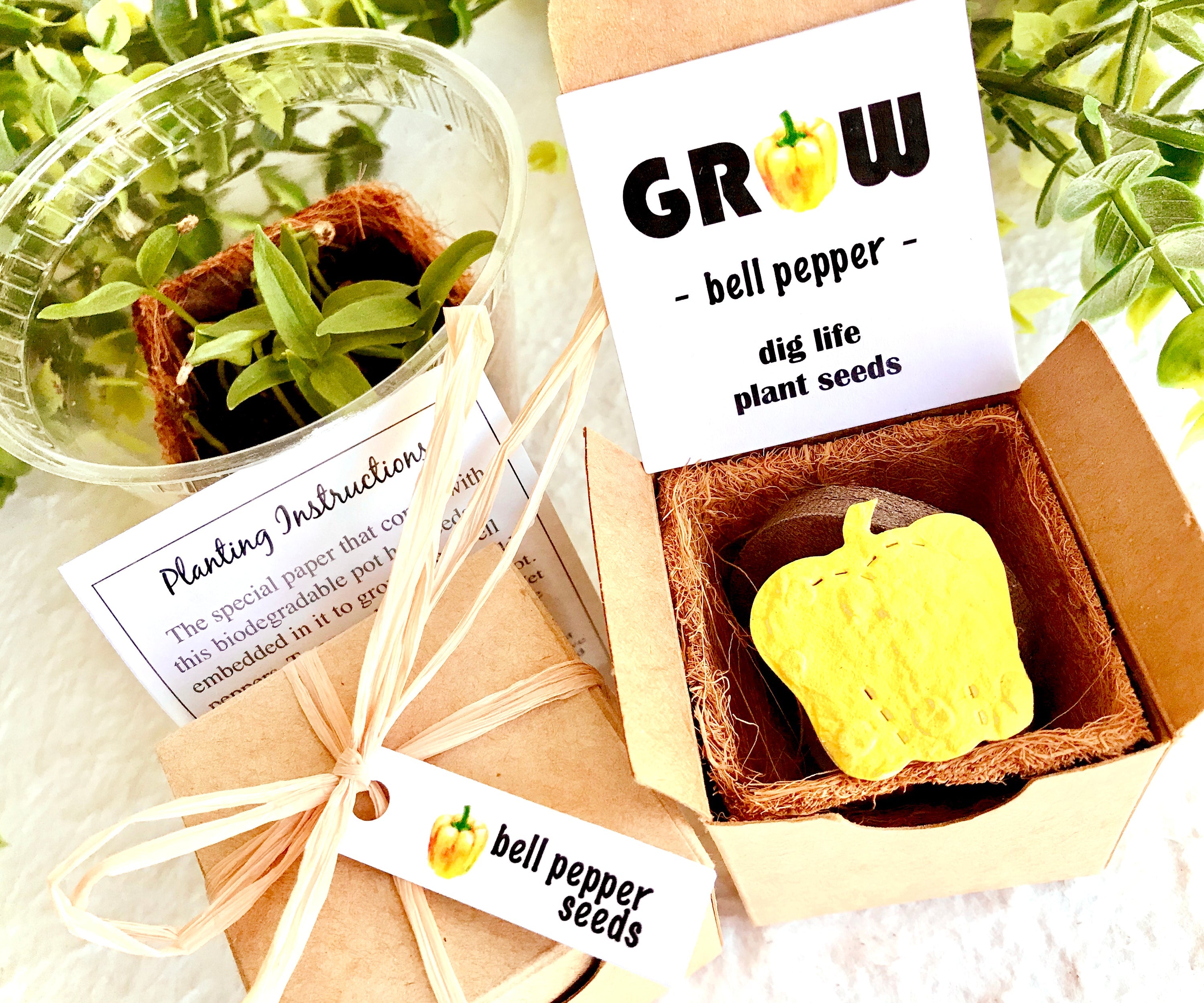 Bell Pepper Seed Planting Kit - other seed options