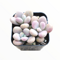 Graptopetalum amethystinum - Lavender Pebbles in black pot.