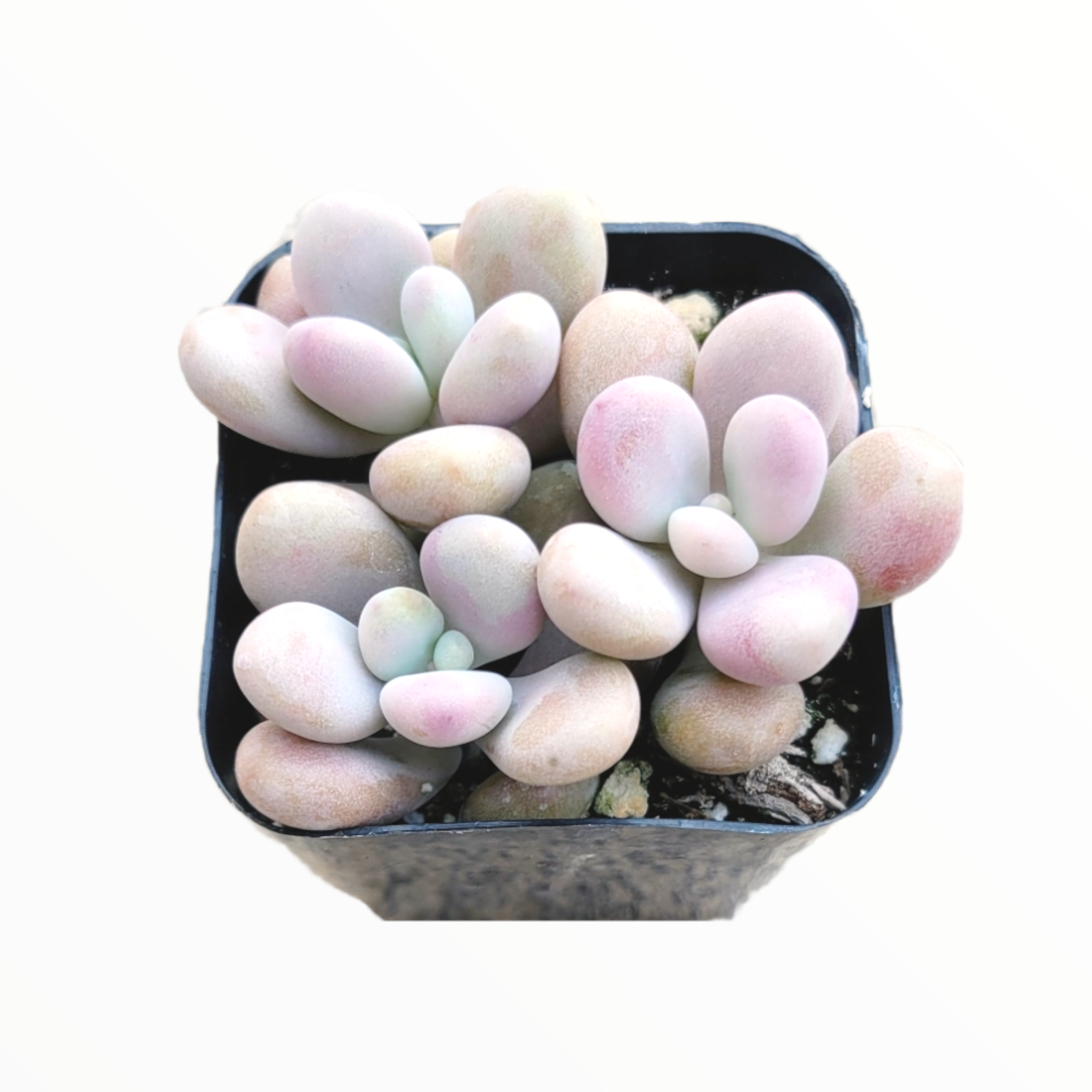 Graptopetalum amethystinum - Lavender Pebbles in black pot.