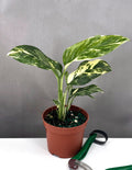 Variegated Monstera Lechleriana - Plant Proper - 3" Pot