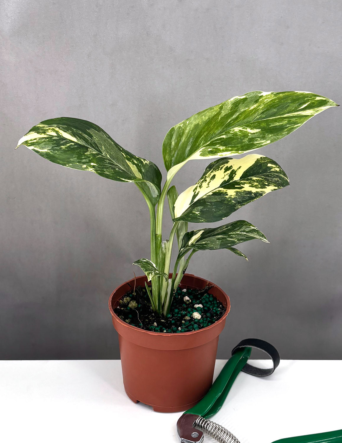 Variegated Monstera Lechleriana - Plant Proper - 3" Pot