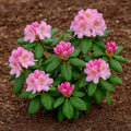 Rhododendron Scintillation pink blooming shrub
