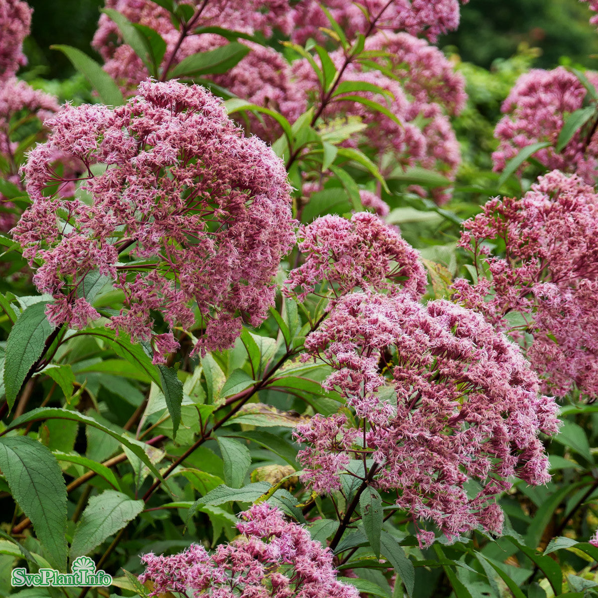 Eutrochium maculatum 'Atropurpureum' A-kval