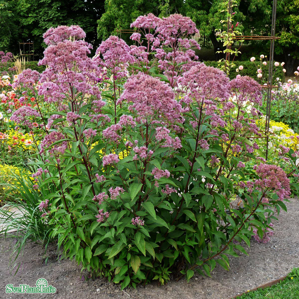 Eutrochium maculatum 'Atropurpureum' A-kval