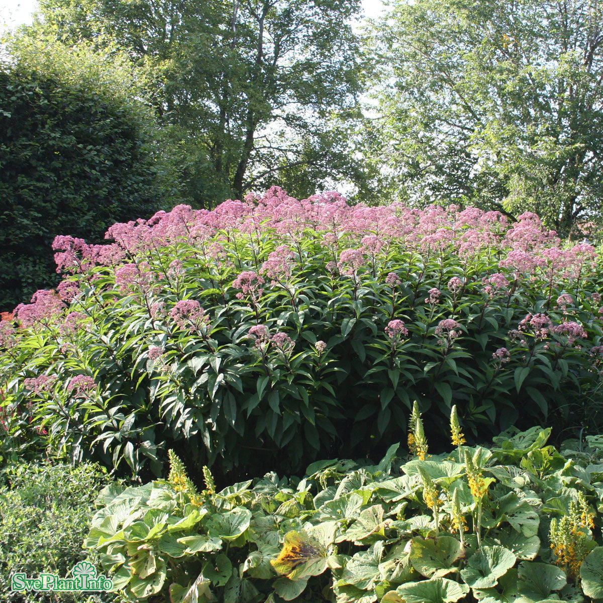 Eutrochium maculatum 'Atropurpureum' A-kval