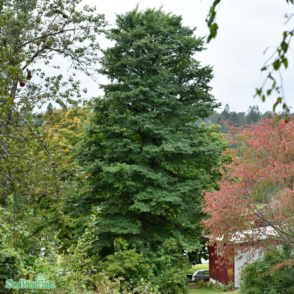 Ulmus minor var. suberosa Enggaard Ungträd C23 250-300cm