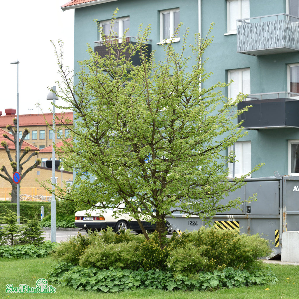 Ulmus minor var. suberosa Enggaard Ungträd C23 250-300cm