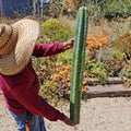 Handheld San Pedro cactus cutting showing tall ribbed green column with small areoles against gravel garden background