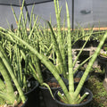 Sansevieria cylindrica ~ Cylindrical Snake Plant - Delivered By ServeScape