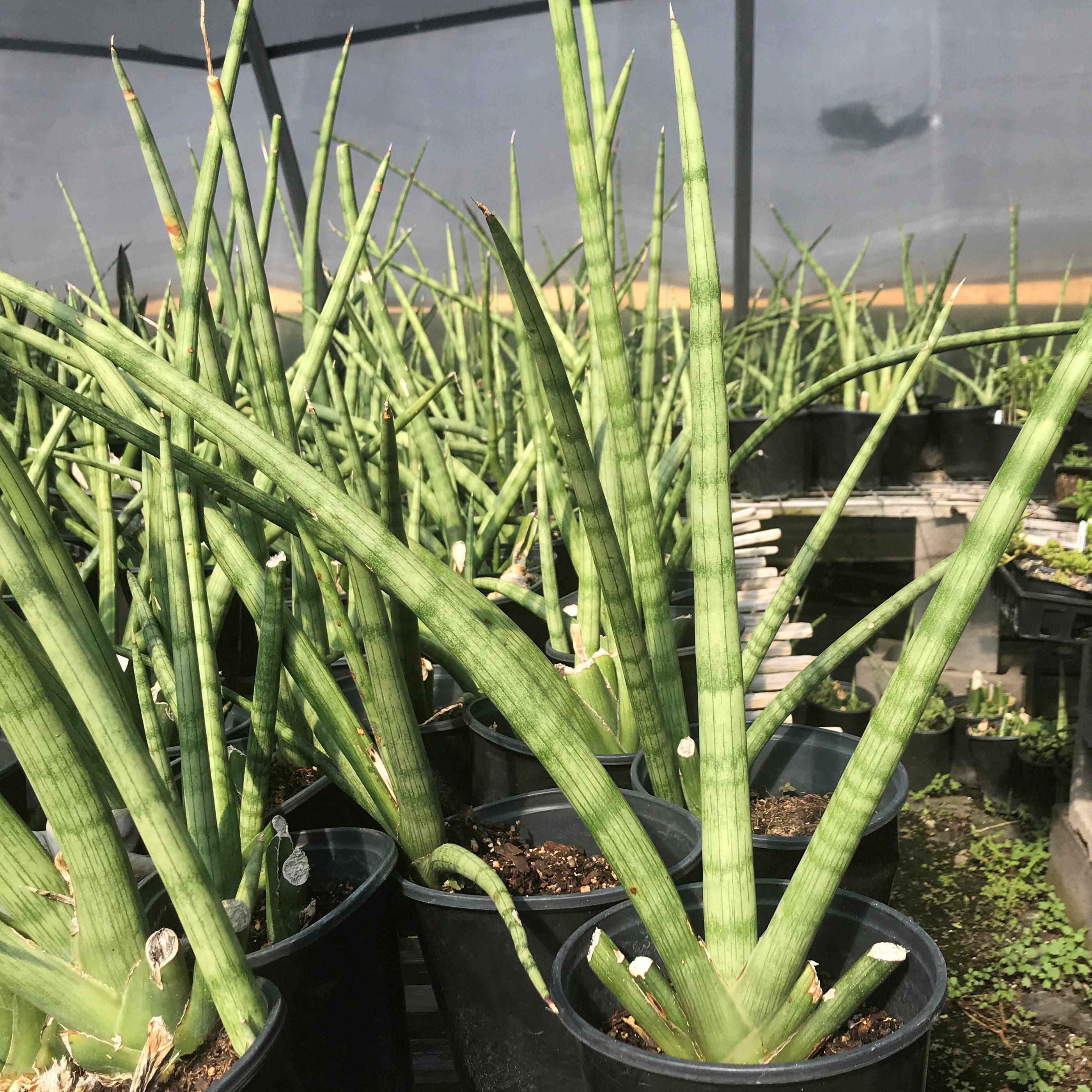 Sansevieria cylindrica ~ Cylindrical Snake Plant - Delivered By ServeScape