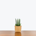 Sansevieria Cylindrica | Snake Plant | Care Guide and Pro Tips - Delivery from Toronto across Canada - JOMO Studio