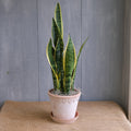 Sansevieria - Snake Plant