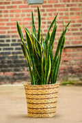 Sansevieria Trifasciata