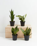 Four Snake Plant (Sansevieria) varieties in black grower pots showing different leaf shapes and variegation patterns displayed on a natural wood crate on white background