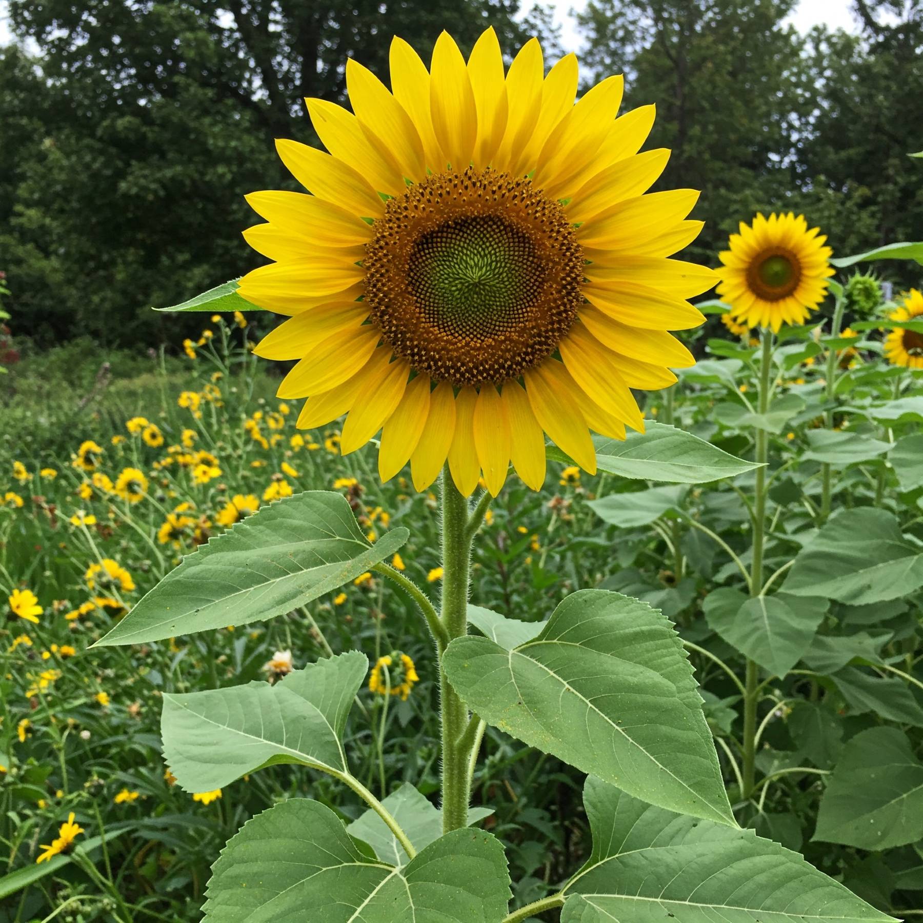 Sunflower Giant flower blooming in a field