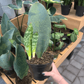 A hand holds the Whale Fin Snake Plant by Pickup & Local Delivery Only, in a 6-inch pot. Its large, oval green leaves with light green patterns are displayed among other potted plants on wooden shelves in a store.