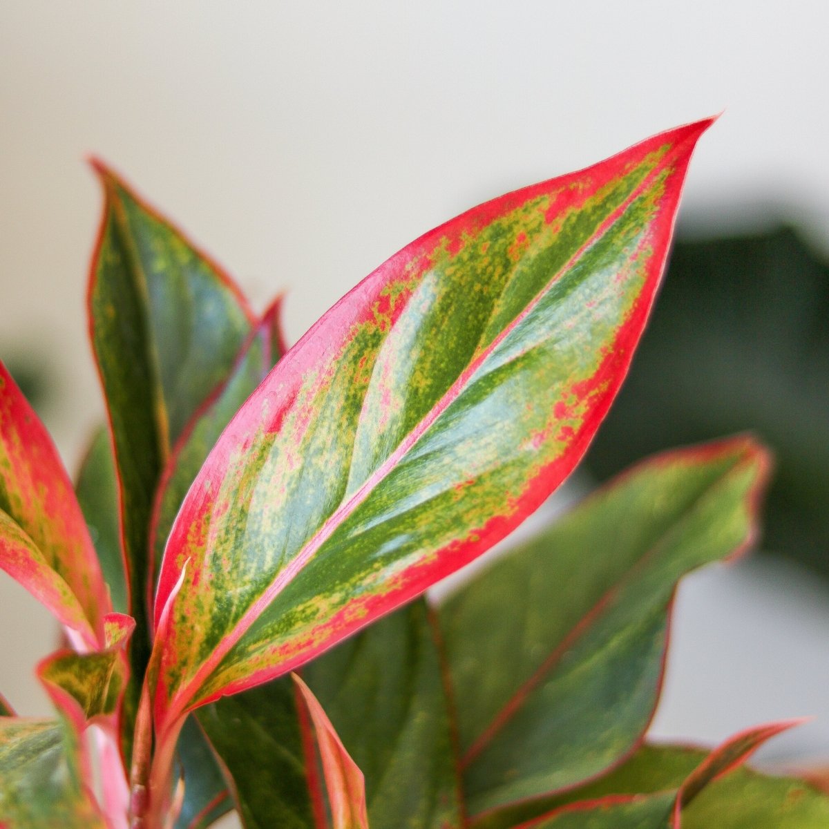 Close-up of Aglaonema Siam Aurora leaf showing red edges and green variegation with bright texture.