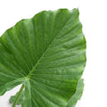 Close-up of large Alocasia California leaf on white background