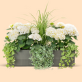 Balkonbox Royal White