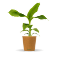 Banane "Bob"
