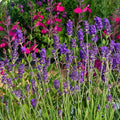 Buena Vista English Lavender|Buena Vista English Lavender (Lavandula angustifolia 'Buena Vista')