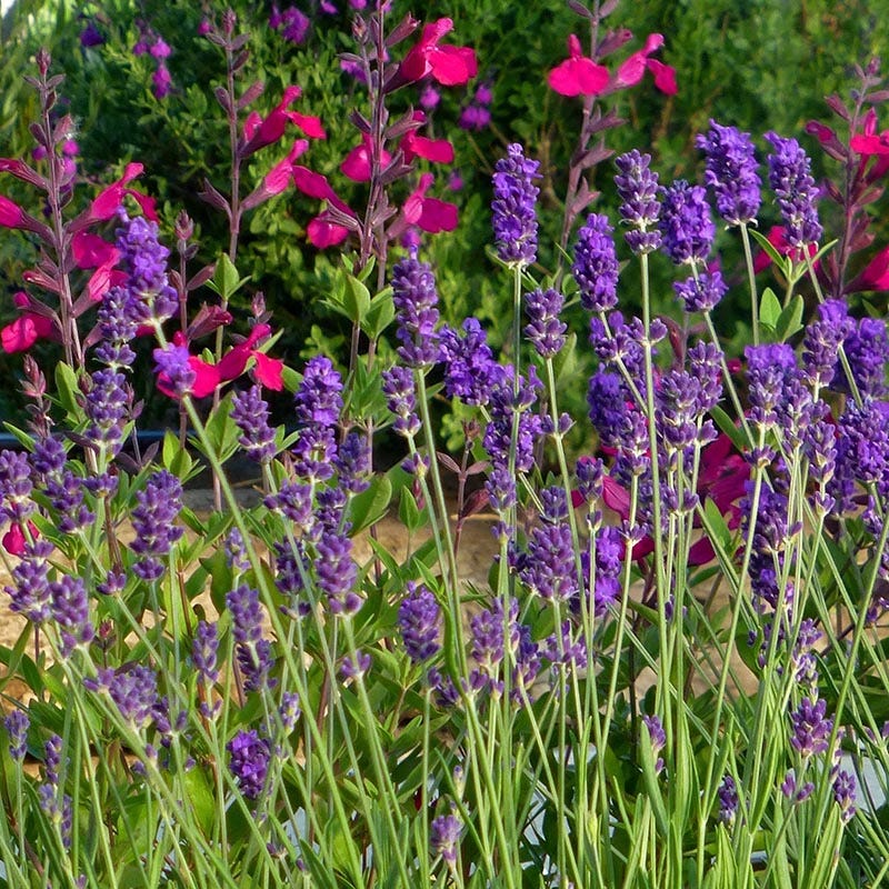 Buena Vista English Lavender|Buena Vista English Lavender (Lavandula angustifolia 'Buena Vista')