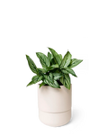 Chive Ryan blush pink ceramic self-watering pot with drainage and saucer styled with a plant.