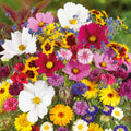 A bouquet of the variety of colors in the Country Garden Flower Seed Mix