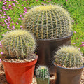 Front view of Golden Barrel cactus (Echinocactus grusonii) in three pots showing dense golden spines and a small pot labeled 3.5 inch with pink groundcover background