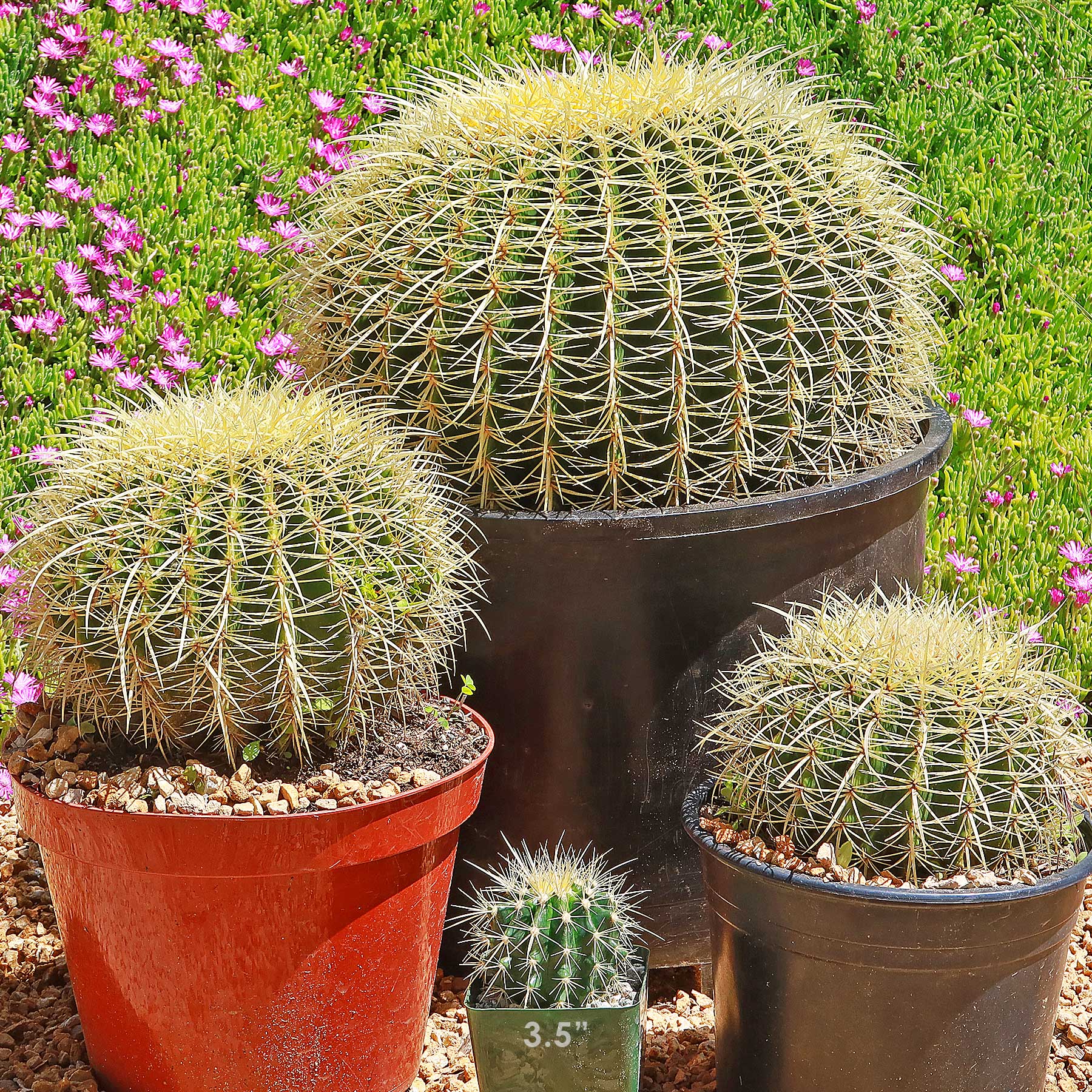 Front view of Golden Barrel cactus (Echinocactus grusonii) in three pots showing dense golden spines and a small pot labeled 3.5 inch with pink groundcover background