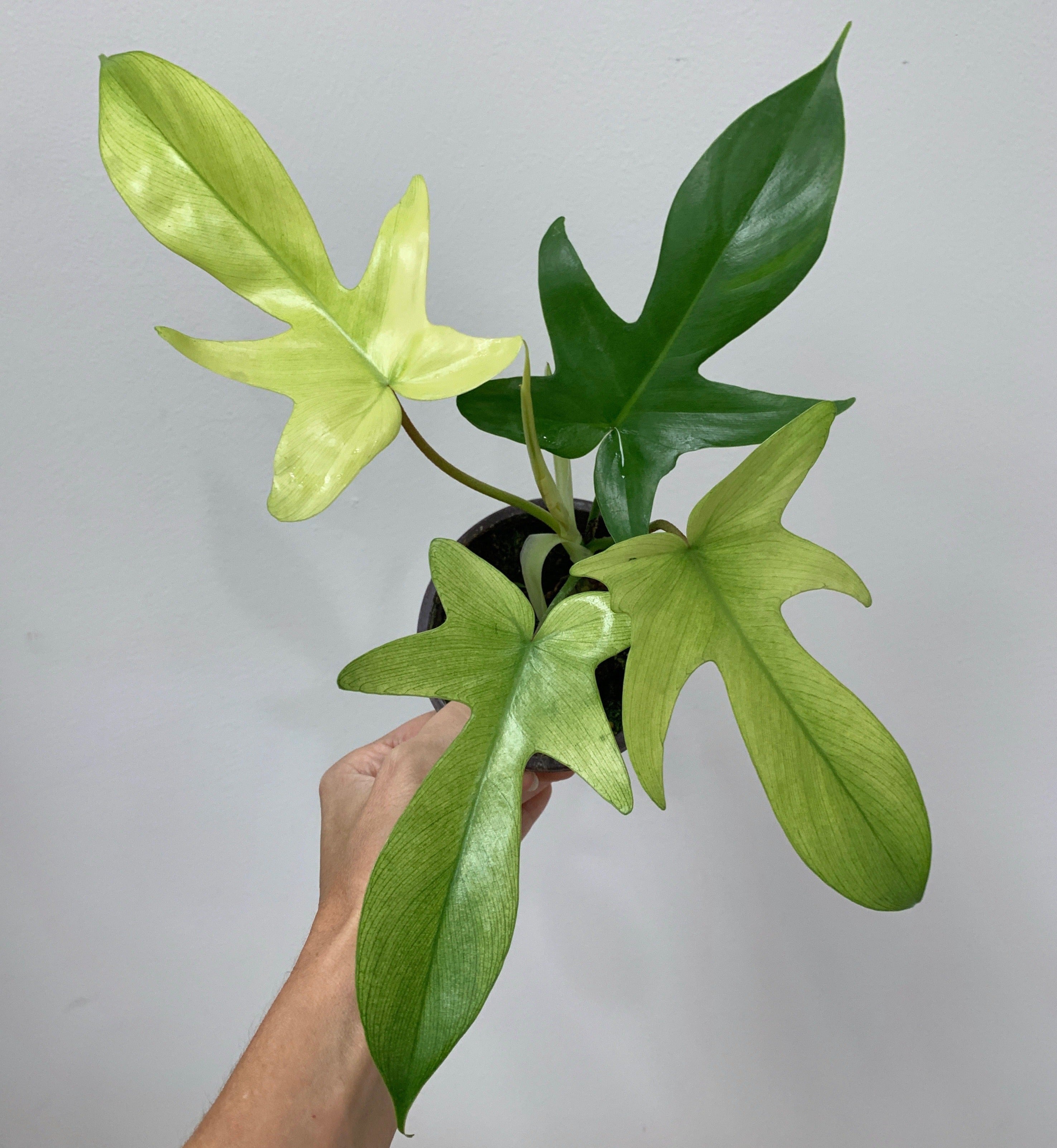 Philodendron Florida Ghost - Outside In