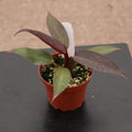 Gabriella Plants Philodendron Hybrid 4" Philodendron 'Sun Red'