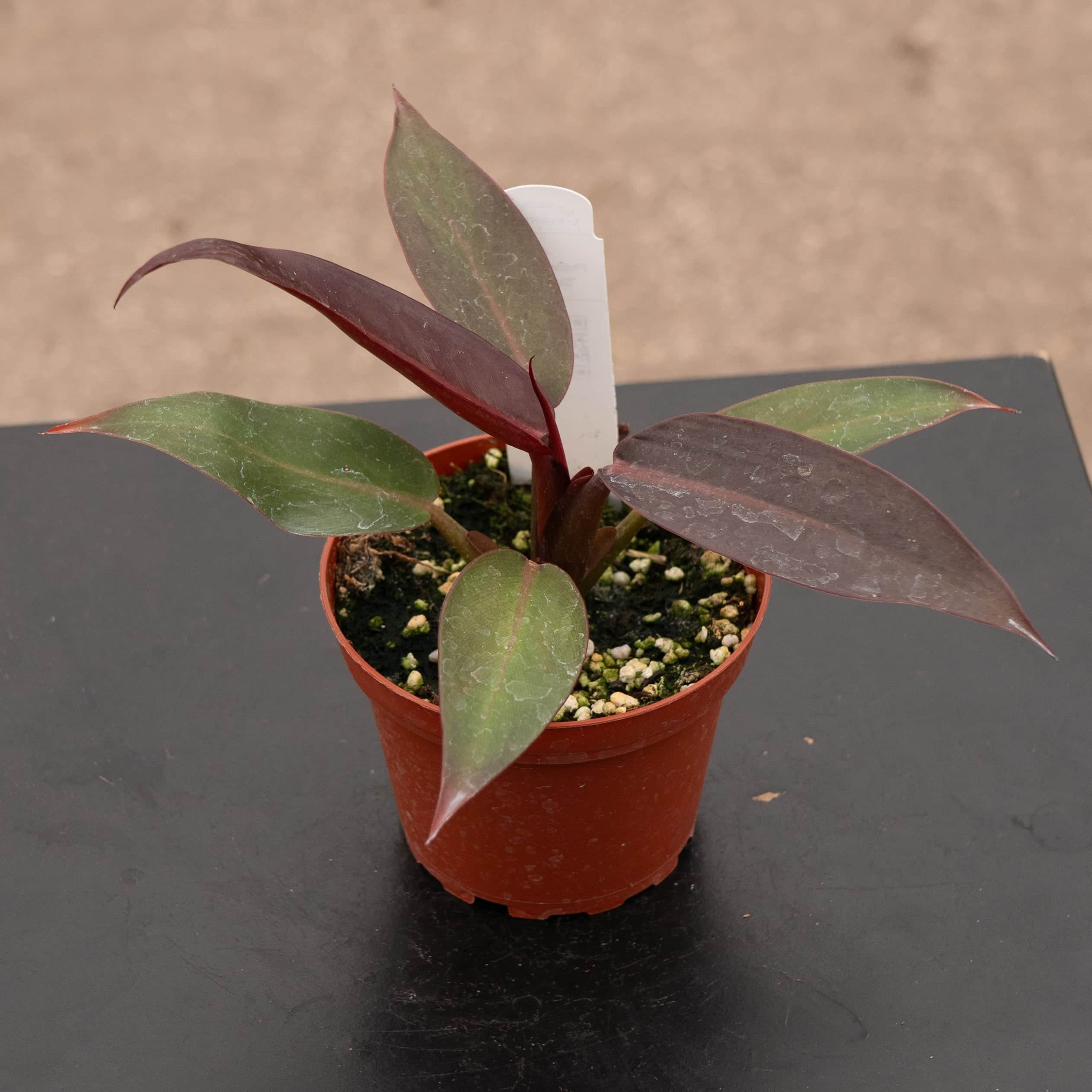 Gabriella Plants Philodendron Hybrid 4" Philodendron 'Sun Red'