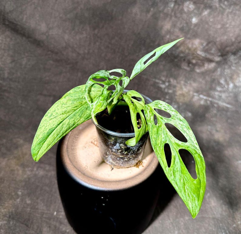 Variegated Monstera Acuminata Mottled Plant in Nursery Pot - Rare Live Indoor Plant - Monstera acuminata - US Seller