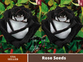 30 Rare Seeds| Black heart white rose flower seeds#1135